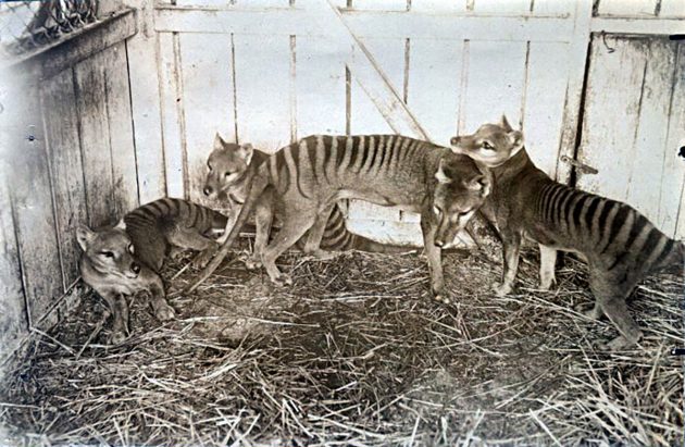 Tasmanische Tiger, fotografiert 1910 im Beaumaris Zoo in Hobart. Copyright: Gemeinfrei