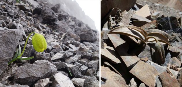 Fernab der Ernteregionen zeigt das Liliengewächs Fritillaria delavayi ein saftiges Grün (l.). Je näher sich die Pflanzen an stark beernteten Orten im Himalaja finden, desto steinerner wird ihre Färbung (r.). Copyright: Yang Niu