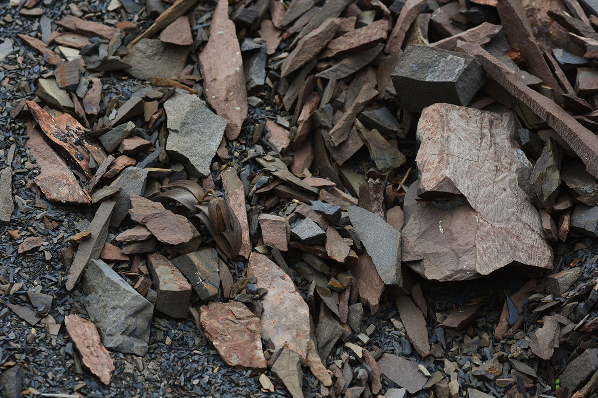 Suchbild mit Pflanze… Copyright: Yang Niu