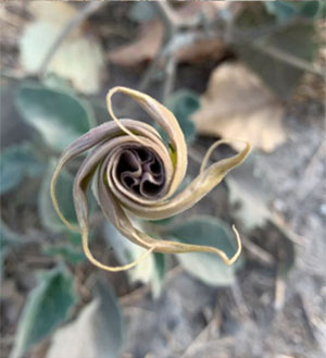 Die Ähnlichkeiten zwischen der Höhlenmalerei (s. Abb. o.)  und der Blüte Stechapfel-Blüte sind auffallend. Copyright/Quelle: Devlin Gandy / University of Central Lancashire