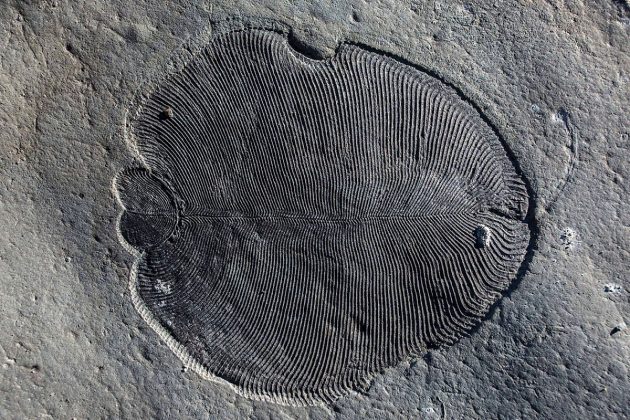 Ein besonders gut erhaltenes Fossil der Gattung Dickinsonia. Copyright: Ilja Bobrovskiy, ANU