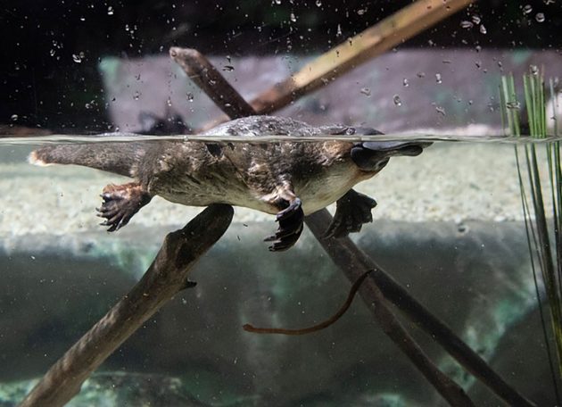 Ein Schnabeltier im Wasser. Copyright: pen_ash (via Pixabay.com) / Pixabay License