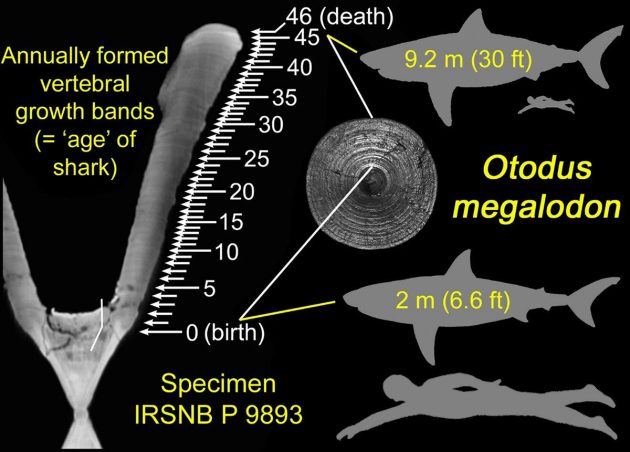 Wachstumsbänder an fossilen Knochenfunden des riesigen Urzeithais Megalodon verweisen auf eine Lebensgröße von rund 9 Metern des mit etwa 46 Jahren verstorbenen Tieres, das bei der Geburt bereits rund 2 Meter groß gewesen sein muss. Copyright: DePaul University/Kenshu Shimada