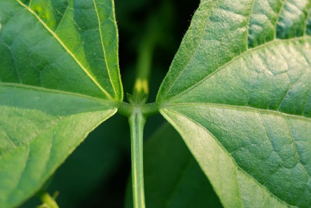 Symbolbild: Blätter einer Gartenbohne. Copyright: natureconcept (via Pixabay.com) / Pixabay License