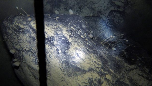 In 900 Metern Tiefe unter dem arktischen Schelfeis entdeckten Marinebiogeografen unbekannte schwammartige Lebensformen. Copyright: Dr. Huw Griffiths / British Antarctic Survey