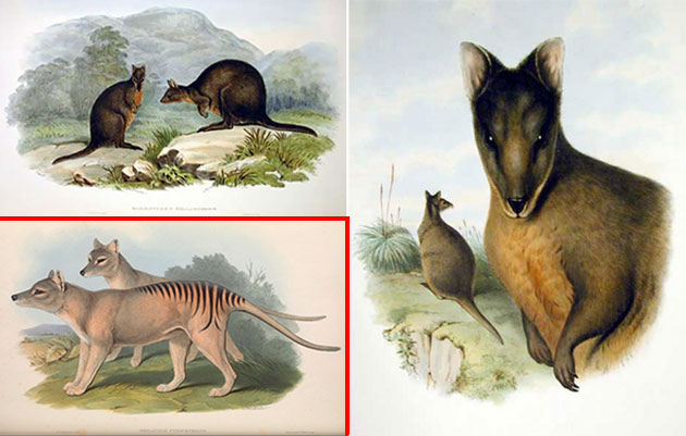 Schon Ende des 19. Jahrhunderts war die Unterscheidung zwischen Beutelwölfen (u.l.) und Filandern (o.u.r.) keie Zauberei (Illu.). Copyright: Jogn Gould, aus „The Mamals of Australia“ (1863) / Gemeinfrei