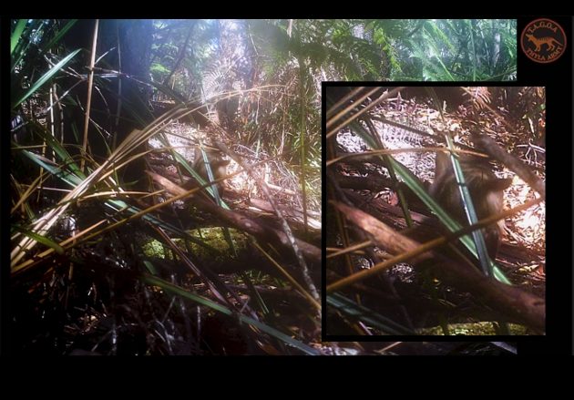 Eine von insgesamt 3 Wildtierkamera-Tageslichtaufnahmen zeigt ein Jungtier mit zahlreichen Merkmalen der auch als "Tasmanische Tiger" bezeichneten und eigentlich als ausgestorbenen geltenden Beutelwölfe (Thylacinus cynocephalus). Copyright: Thylacine Awareness Group of Australia