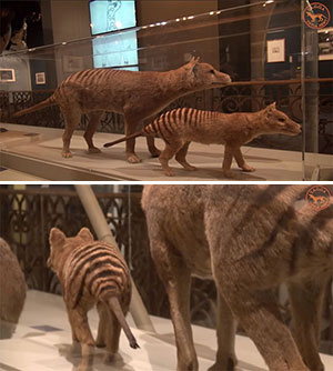 Zum Vergleich: Ausgestopfte Beutelwölfe im Museum von Adelaide. Copyright/Quelle: TAGOA