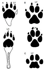 Zum Vergleich: Trittsiegel eines Beutelwolfes (A), eines Haushundes (B) und einer Hauskatze (C). Copyright/Quelle: Inugami-bargho (via WikimediaCommons) / CC BY-SA 3.0