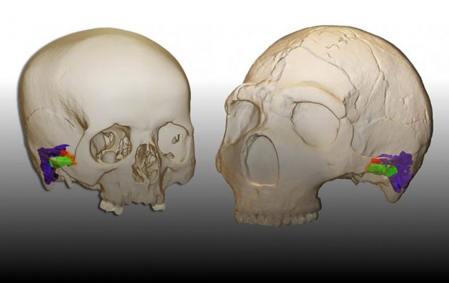 3D-Rekonstruktion der Innenohrstrukturen im Schädel moderner Menschen (l.) und des Neandertalers „Amud1“ (r.). Copyright/Quelle: Mercedes Conde-Valverde / Binghamton University