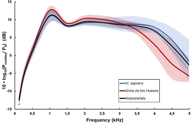 Rekonstruktion der Hörmuster moderner Menschen (Homo sapiens) von Neandertalern und Homo heidelbergensis (Sima de los Huesos) auf der Grundlage der Innenohr-Anatomie. Deutlich zu erkennen ist die Ähnlichkeit zwischen Menschen und Neandertalern im Vergleich zu den Funden aus Sima de los Huesos. Copyright/Quelle: Mercedes Conde-Valverde / Binghamton University