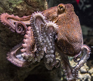 Ein Krake. Copyright: edmontlafoto (via Pixabay.com)