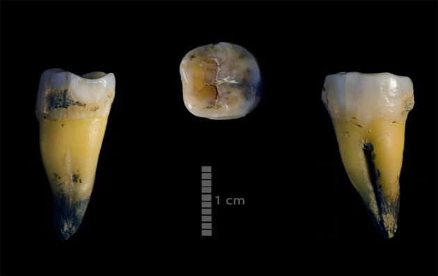 Der in der Bacho-Kiro-Höhle zusammen mit den ersten Steinwerkzeugen aus dem Jungpaläolithikum gefundene unterer Backenzahn. Die Analyse des Erbguts dieses Individuums deutet darauf hin, dass er einen Neandertal-Vorfahren hatte. Copyright: MPI-EVA/ Rosen Spasov