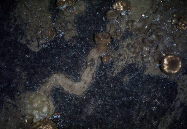 Schwämme hinterlassen Spuren am Meeresboden der Tiefsee. Bisher ging die Wissenschaft davon aus, dass die Tiere festsitzen. Copyright: AWI OFOBS team PS101)