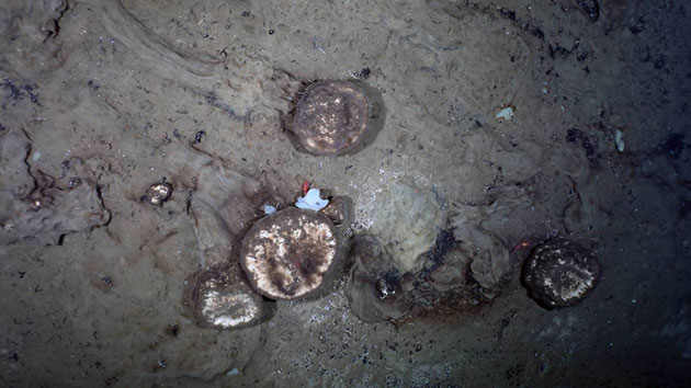 Ein weiteres Beispiel der ganz offenbar durch den schlammigen Tiefseeboden wandernden Schwämme. Copyright: AWI OFOBS team PS101)