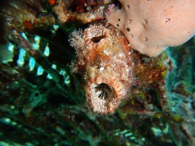 Die Seescheide Polycarpa mytiligera, besitzt extreme Regenrationsfähigkeiten. Copyright/Quelle: Tel Aviv University