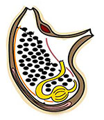 Anatomischer Schnitt durch Polycarpa mytiligera (Grafik). Copyright/Quelle: Tel Aviv University