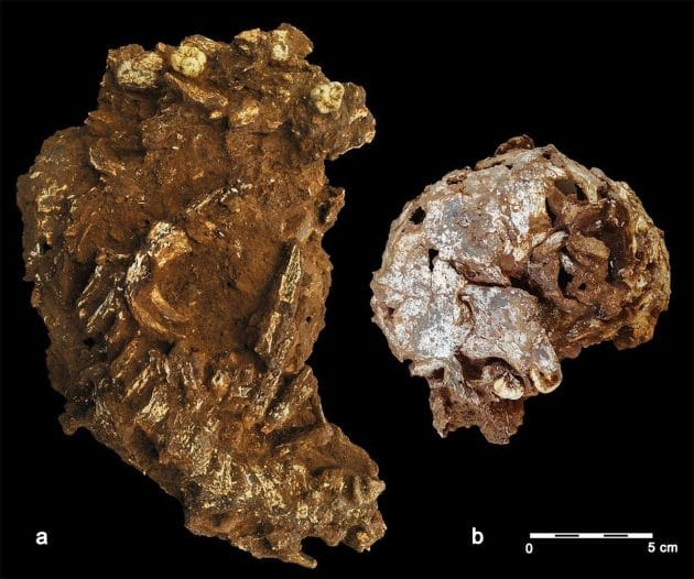 Außenansicht des geborgenen Hauptblocks mit dem auseinandergebrochenen Teilskelett (l.) und Außenansicht der linken Seite von Mtotos Schädel und Unterkiefer (r.). Copyright: Martinón-Torres, et al., 2021