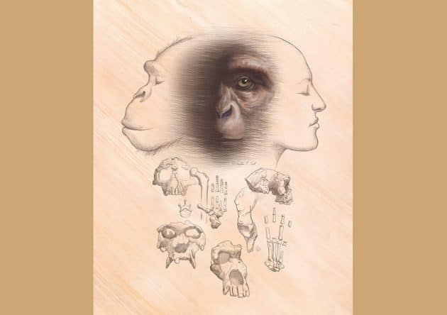 Der letzte gemeinsame Vorfahr von Schimpansen und Menschen ist der Ausgangspunkt der Evolution von Menschen und Schimpansen. Fossile Affen spielen eine wesentliche Rolle bei der Rekonstruktion der Natur unserer Affenherkunft. Copyright: Christopher M. Smith