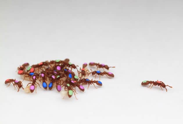 Durch automatisiertes Tracking wird die Komplexität der kollektiven Organisation von Ameisen sichtbar. Copyright: Daniel Kronauer