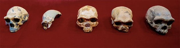 Schädelvergleich (v.l.n.r.): Peking-Mann, Maba, Jinniushan, Dali und der Harbin_Schädel des „Drachenmenschen“. Copyright: Kai Geng