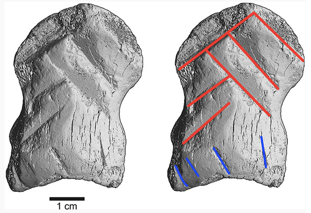 microCT-Scan offenbaren die sechs Kerben, die das Winkelmuster erzeugen (rot), blau markiert sind begleitende Kerben. Copyright/Quelle: A. Tröller-Reimer/D. Leder, NLD