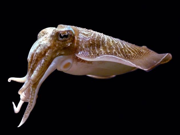 Tintenfisch. Copyright: Hans Hillewaert (via WikimediaCommons) / CC BY-SA 4.0