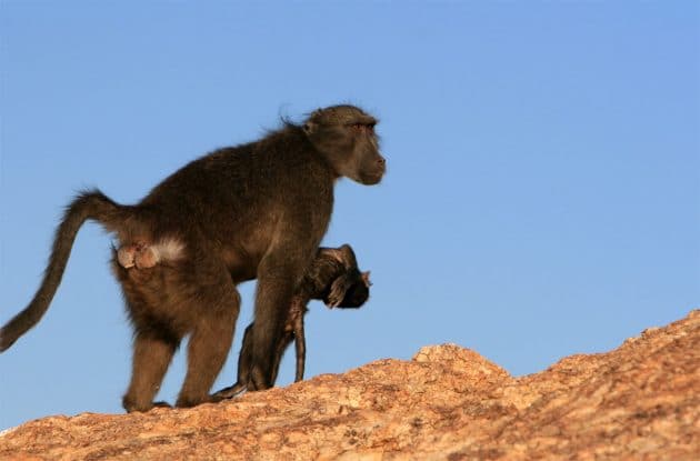 Ein Pavianweibchen trägt den Körper seines verstorbenen Kindes mit sich. Copyright: thanatobase.mystrikingly.com