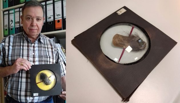 Kryptozoologe Hans-Jörg Vogel mit dem angeblichen Almasty-Präparat. Copyright/Quelle: Hans-Jörg Vogel / m.der-kryptozoologie-report.de