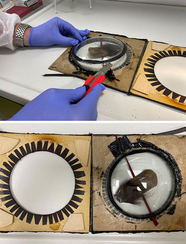 Am Institut für Tierpathologie an der FU Berlin wurde der Träge geöffnet. Copyright/Quelle: Hans-Jörg Vogel / m.der-kryptozoologie-report.de