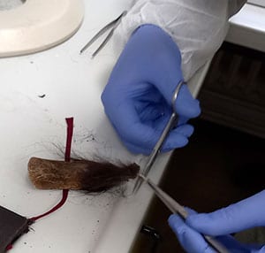 Probeentnahme am Präparat am Institut für Tierpathologie an der FU Berlin. Copyright/Quelle: Hans-Jörg Vogel / m.der-kryptozoologie-report.de