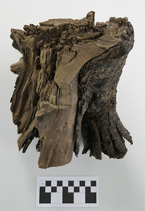 Baumstumpf mit Bearbeitungsspuren, der neben zwei weiteren Bäumen zur Datierung verwendet wurde. Copyright: Margot Kuitems