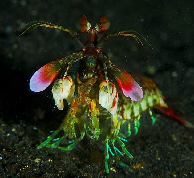 Symbolbild: Exemplar eines Fangschreckenkrebses (Gonodactylus smithii). Copyright: Jenny (via WikimediaCommons) / CC BY 2.0