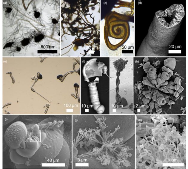 Pseudofossilien als Ergebnisse der als „chemischer Garten“ bezeichneten chemischen Schauexperimente. Copyright: McMahon & Cosmidis, J. Geol. Soc., 2021