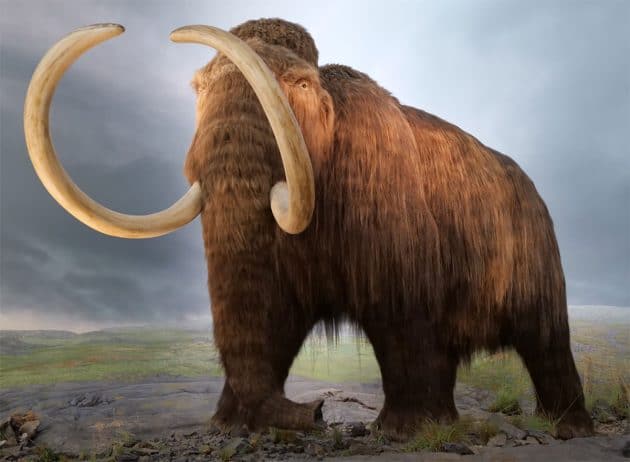 Archivbild: Rekonstruktion eines Wollhaarmammuts im Royal British Columbia Museum in Victoria. Copyright: Membeth (via WikimediaCommons) / CC0