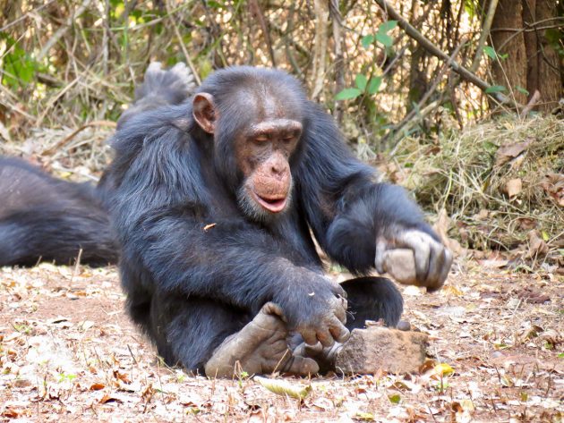 Ein Schimpanse beim Knacken einer Nuss mithilfe eines Steins. Copyright: Kathelijne Koops, UZH