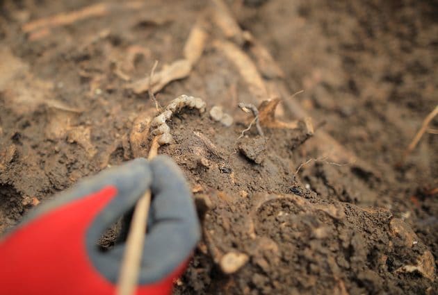 Mit einer neuen Methode können im Zahnschmelz geschlechtsspezifische Peptide festgestellt und so das Geschlecht bestatteter Kinder bestimmt werden. Copyright: ÖAW/Daniel Hinterramskogler