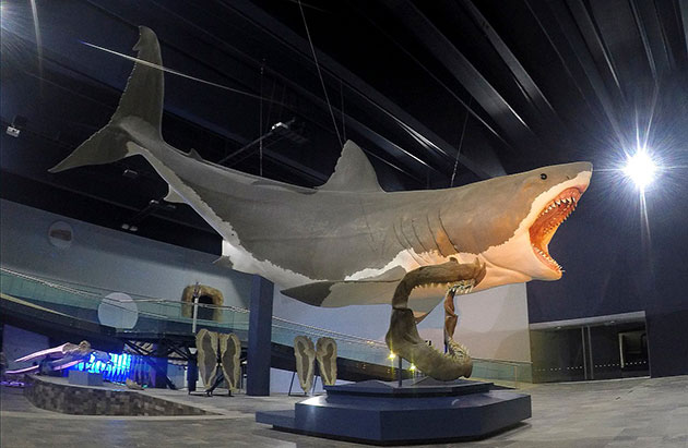 Typische Rekonstruktion eines 16 Meter großen Megalodon im Museo de la Evolución, in Puebla, México, auf der Grundlage von Zahn- und Wirbelfunden. Copyright: Sergiodlarosa