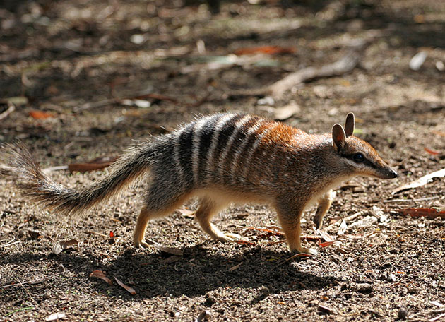 Ein Numbat in freir Wildbahn. Copyright: Martin Pot (via Wikimedia Commons) / CC BY-SA 3.0