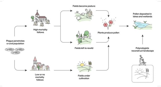   Der Big Data Palaeoecology-Ansatz zur Verifizierung der Mortalität der Pest  © Adam Izdebski, Timothy Newfield, Hans Sell, Michell OReilly; Izdebski et al., Nature Ecology & Evolution, 2022
