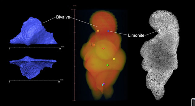 Micro-CT-Aufnahmen der Venus von Willendorf. Erstmals wird der Aufbau aus hohlen Kalkkügelchen sichtbar (rechts). Kleine Eisenoxid-Klumpen in der Statuette charakterisieren den Venus-Stein (Mitte). Die winzige Muschelschale im Inneren der Figur (links) ermöglichte die Altersbestimmung. Copyright: Gerhard Weber