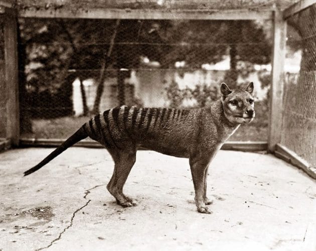 Einer der letzten überlebenden Tasmanischen Tiger im Zoo von Hobart um 1928. Copyright/Quelle: University of Melbourne