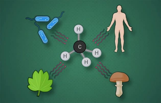 Alle Lebewesen bilden Methan in einem chemischen Prozess unter Beteiligung freier Radikale (Illu.). Copyright: Max-Planck-Institut für terrestrische Mikrobiologie/Ernst