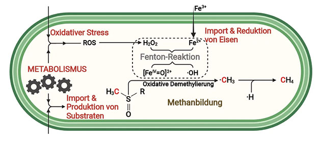 Schaubild zur ROS-getriebenen Methanbildung in Zellen. Copyright: Max-Planck-Institut für terrestrische Mikrobiologie/Ernst