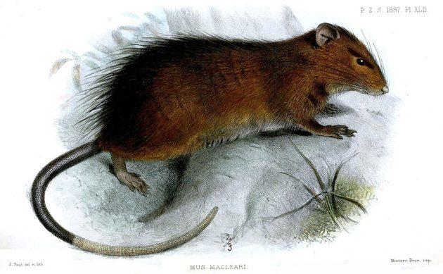 Die spätestens seit 1908 ausgestorbene Maclear-Ratte (Illu.). Copyright: Gemeinfrei