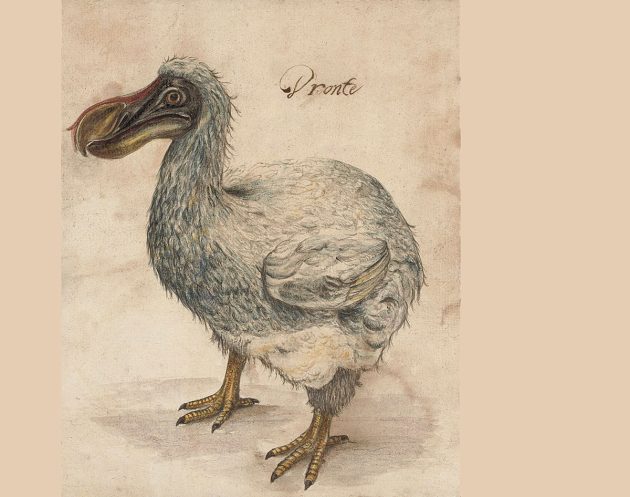 Zeichnerische Darstellung eines Dodo (hier Dronte) aus dem 17. Jahrhundert. Copyright: Gemeinfrei