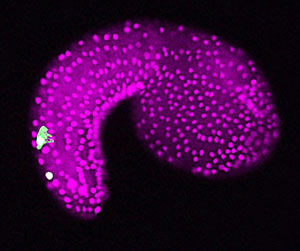 Ein Embryo des Manteltiers Ciona intestinalis. Das Mikroskopbild zeigt 'Bipolar Tail Neurons', also die sensorischen Nervenzellen im Schwanzbereich (Grün) und Zellen der Epidermis (Magenta). Copyright/Quelle: Alessandro Pennati / Universität Insbruck