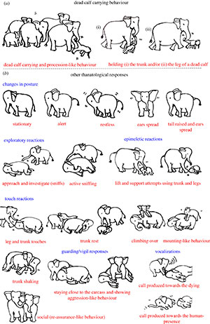 Schaubild zu den von den Forschenden beobachten Verhalten lebender Tiere gegenüber toten Artgenossen. (Klicken Sie auf die Bildmitte, um zu einer vergrößerten Darstellung zu gelangen.) Copyright/Quelle: Pokharel et al. 2022, royalsocietypublishing.org