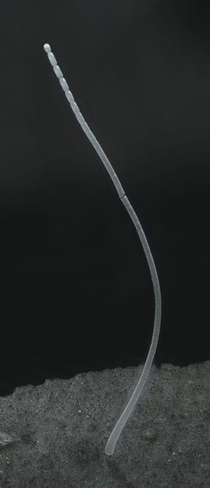 Detailansicht von Ca. Thiomargarita magnifica. Copyright: Tomas Tyml/Lawrence Berkeley National Laboratory