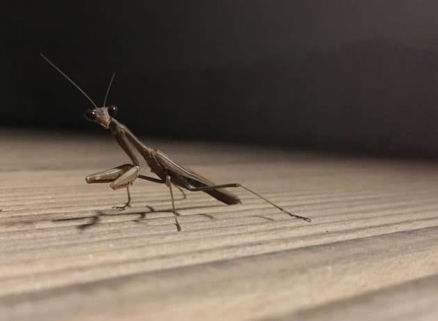 Archivbild: Gottesanbeterin. Copyright: A. Müller für grewi.de